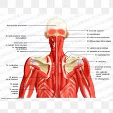 This thin muscle tenses the skin of the neck. Muscular System Muscle Posterior Triangle Of The Neck Head And Neck Anatomy Human Body Png 600x600px Watercolor Cartoon Flower Frame Heart Download Free
