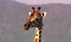 The rothschild giraffe is one of the most threatened giraffe subspecies, with fewer than 670 of the animals believed. Rothschild Giraffe Interesting Facts About The Tallest Mammal On Earth