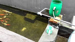 Filter Kolam Ikan Dari Ember Tentang Kolam Kandang Ternak