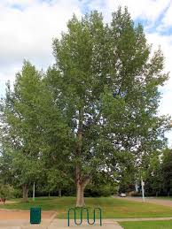 The cottonwoods, the aspens, and the balsam poplars. Assiniboine Poplar For Sale Treetime Ca
