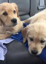 Golden retrievers are considered to be some of the most lovable and gentlest types of dogs in the world. Home Golden Retriever Puppies