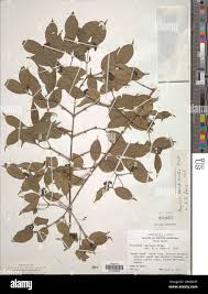 Image result for Strychnos gossweileri