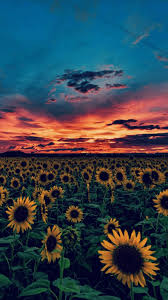 Iconsuckssstumblrcom Pedidos Requests Like Reblog In Sunflower Wallpaper Tumblr Quotes Sunflower Wallpaper Tumblr Iphone Wallpaper Sunflower Iphone Wallpaper