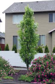 Dwarf flowering trees to plant in small spaces. Fast Growing Trees Nebraska Arbor Hills Blog