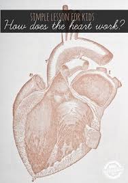 Easy stripe pattern heart coloring pages for kids. Human Heart For Kids How Does The Heart Work