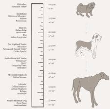 Dog Breeds Size Chart Goldenacresdogs Com