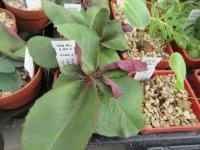 Image result for Aeollanthus subacaulis