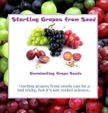 Maybe you would like to learn more about one of these? Grow Grapes From Seeds Guide To Grape Growing Luv2garden Com