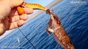 Hal ini wajar lantaran cumi merupakan. Cara Mancing Cumi Cumi Dari Alat Teknik Dan Umpan Hewanpedia