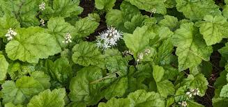 Image result for Nidorella ivifolia