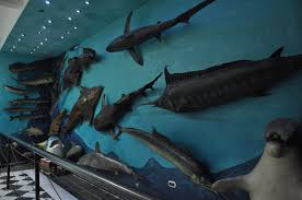 Check spelling or type a new query. Hurghada Marine Museum Aquarium Reviews Facebook