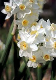 Grand Primo Daffodil 1780 Oldhousegardens Com Daffodil Bulbs Daffodils Fall Bulbs