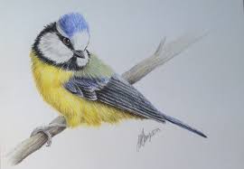11 simple ideas with age, finding ideas becomes … Blue Tit Beginners Natural History Coloured Pencil Drawing Online Course The Old Kennels