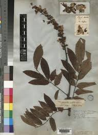 Image result for Millettia grandis