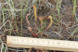 Image result for Nesaea linearis