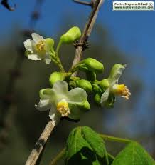 Image result for Cardiospermum grandiflorum