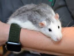 Was tun, wenn ratten sich eingenistet haben? Ratten Thema