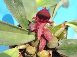 Image result for Bulbophyllum prorepens