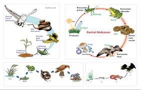 Contoh Rantai Makanan Rantai Makanan Makanan Gambar