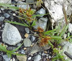 Image result for Pycreus pumilus