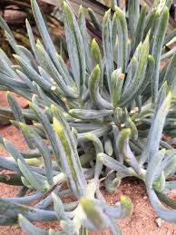 Image result for Senecio subsessilis