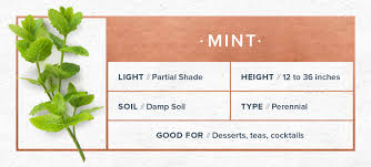 How to care for indoor herb garden. Indoor Herb Garden Everything You Need To Know Proflowers