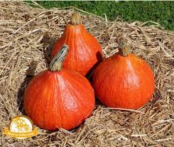 Image result for Cucurbita maxima