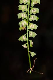 Image result for Asplenium sandersonii