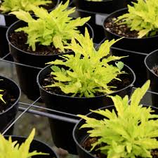 Image result for Coleus melleri