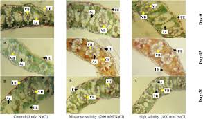 Image result for Fimbristylis complanata