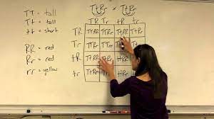 Check spelling or type a new query. Dihybrid Cross Youtube