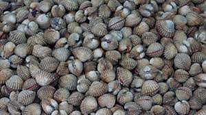 Konsumsi kerang kadang bisa mengakibatkan keracunan, terutama jika kerang yang disantap sudah terkontaminasi biotoksin berupa logam berat. Cara Nak Bersihkan Kerang Dengan Betul Supaya Masa Masak Tidak Hanyir Dan Berbau Kartel Dakwah
