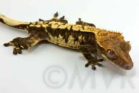 Crested Gecko Morph Guide Colors Morphs And Traits
