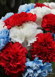 Red White Blue Carnations Photography By Ladysnowangel Blue Carnations Carnations Red Carnation