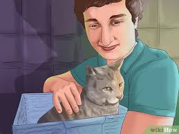 Check spelling or type a new query. Cara Menghilangkan Lem Tikus Yang Menempel Pada Kucing 12 Langkah