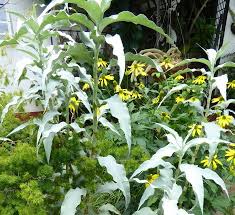 Image result for Oxyanthus pyriformis