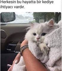 sufficiency adli kullanicinin 1 minik dostlarimiz panosundaki pin hayvan mizahi komik hayvan hayvanlar