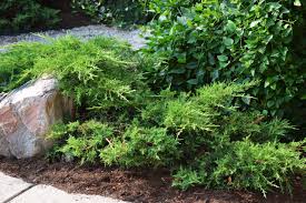 Image result for Buchnera subglabra