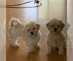 Pet adoption long beach california. View Ad Maltese Dog For Adoption Near California Long Beach Usa Adn 281670