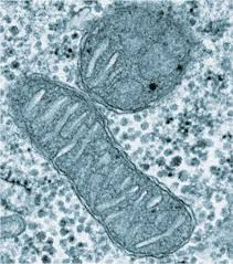 mitohondriji stanična energija