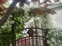 Avalanche Evergreen Clematis Monrovia Avalanche Evergreen Clematis Evergreen Clematis Evergreen Vines Clematis