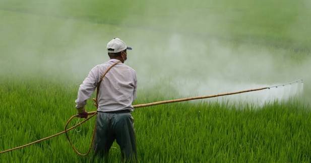 Why is FAO so complacent with Syngenta's killer herbicide Paraquat ? | PAN  Europe
