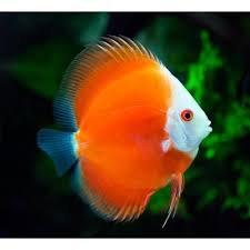 Discus Red Melon Discus Pet Fish Betta Fish Discus Fish