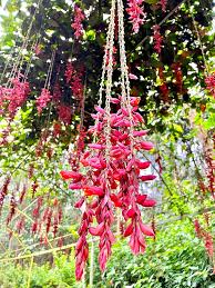 Image result for Thunbergia mysorensis