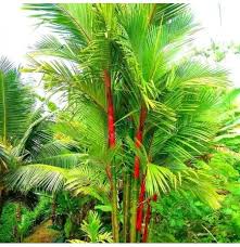 Fallen leaves in puerto rico taken by: Egrow 100pcs Pack Colorful Palm Tree Seeds Bonsai Bamboo Seeds Home Garden Tree Seeds