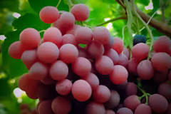 Resultado de imagen para uva red globe