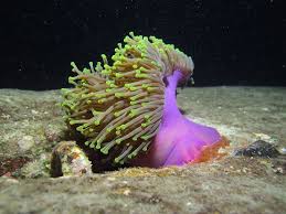 Image result for Heteranthoecia