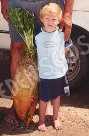 A rare european heirloom that can grow huge. Beetroot Yellow Eckendorf Eden Seeds