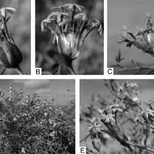 Image result for Synaptolepis alternifolia