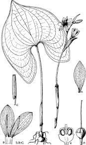 Image result for Cyanastrum johnstonii
